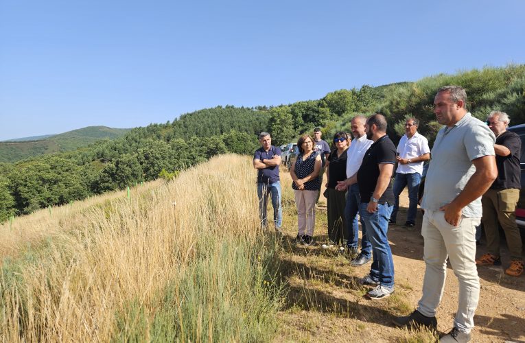 La Diputación avanza en la plantación de 40.000 castaños con una inversión de 3,2 millones de euros